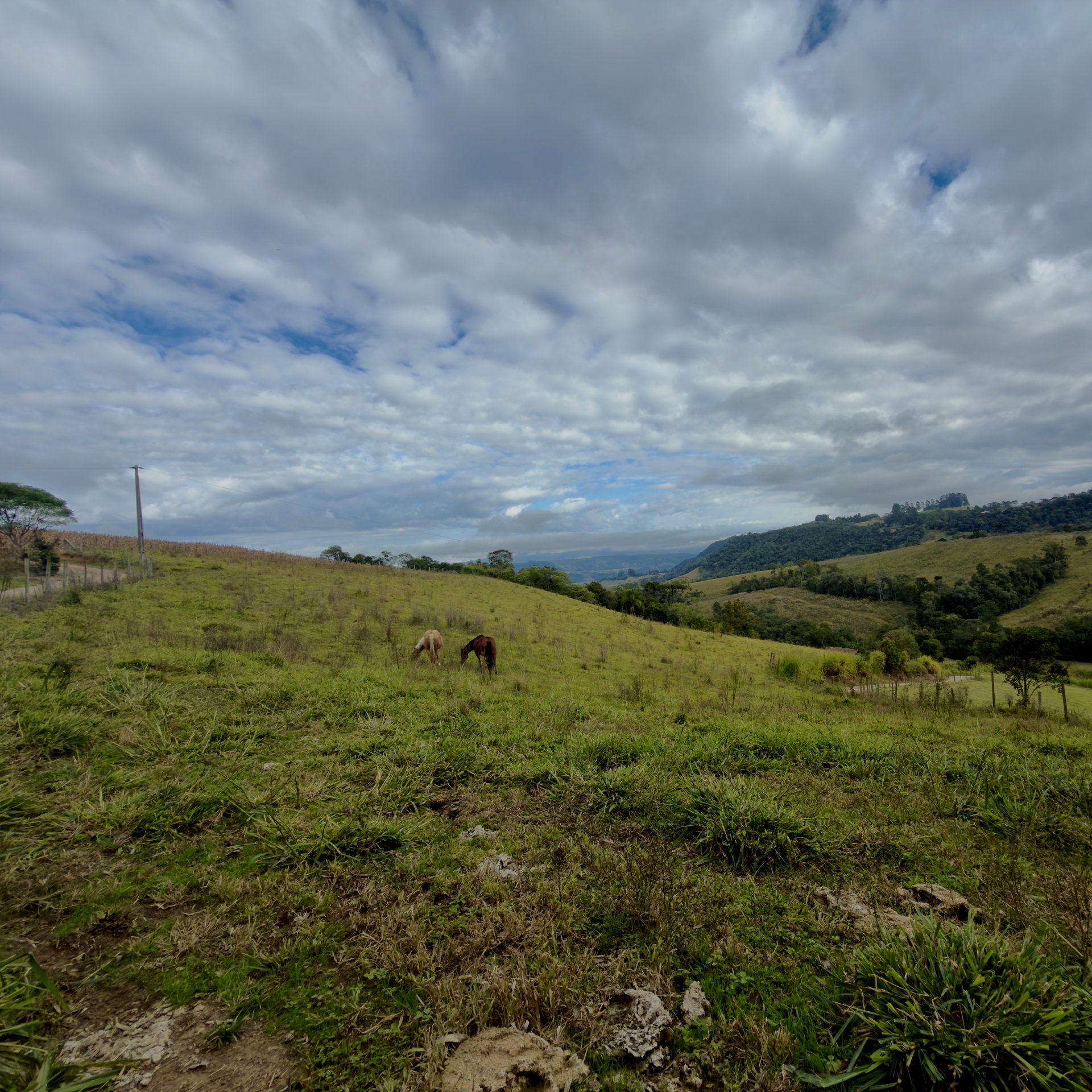 Sítio de 1,5 Hectares 100% em Pasto com Água e Luz